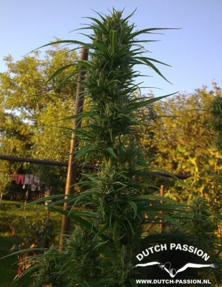 Passion 1 Regular (Dutch Passion)-Dutch Passion-GnomesGarden