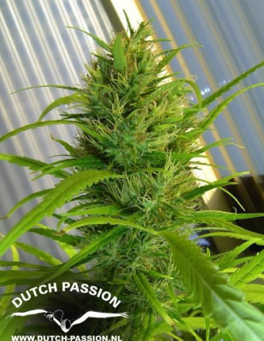 Passion 1 Regulär (Dutch Passion)-Dutch Passion-GnomesGarden