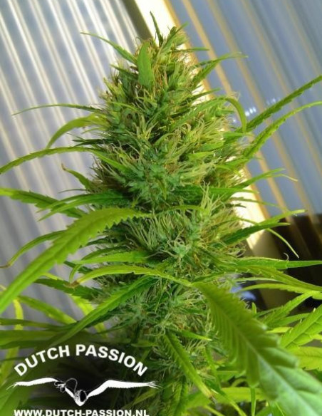 Passion 1 Regulär (Dutch Passion)-Dutch Passion-GnomesGarden