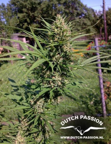 Passion 1 Regularní (Dutch Passion)-Dutch Passion-GnomesGarden