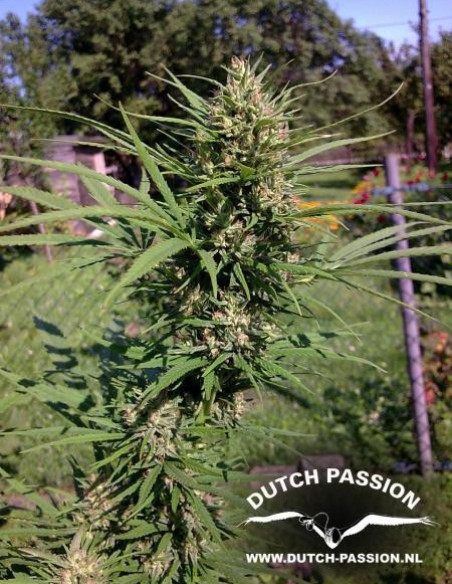 Passion 1 Regular (Dutch Passion)-Dutch Passion-GnomesGarden