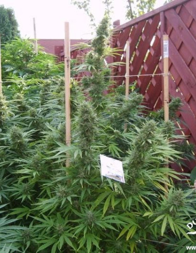 Passion 1 Regular (Dutch Passion)-Dutch Passion-GnomesGarden