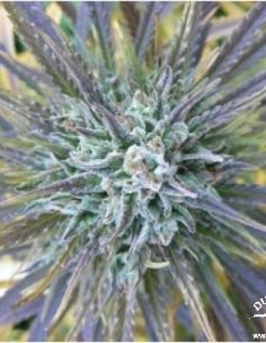 Passion 1 Regularní (Dutch Passion)-Dutch Passion-GnomesGarden