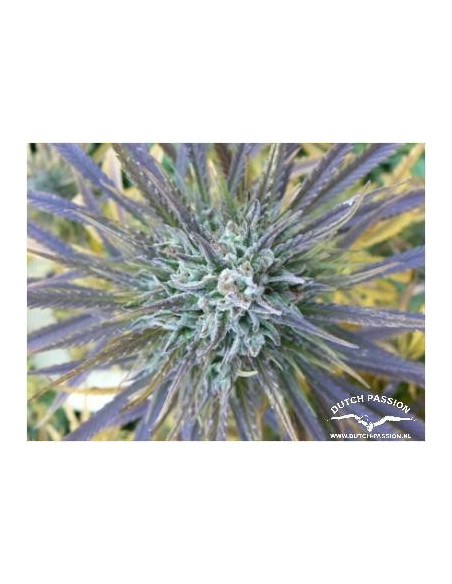 Passion 1 Regular (Dutch Passion)-Dutch Passion-GnomesGarden