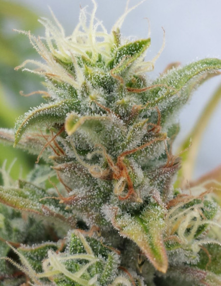 Easy Ryder Auto Feminizowane (Joint Doctor)--GnomesGarden