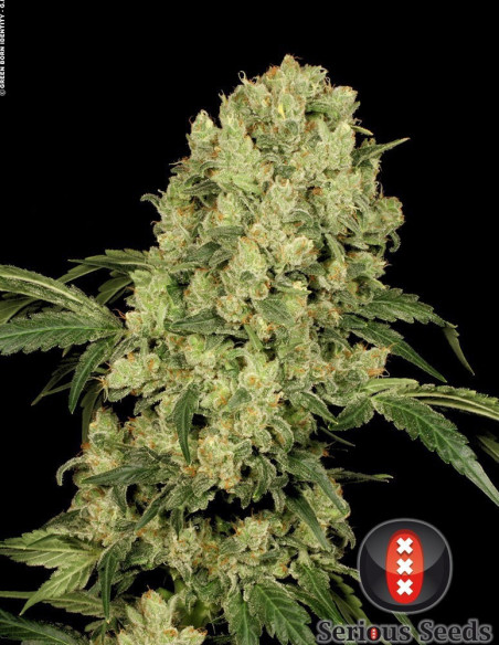 AK 47 Feminizowane (Serious Seeds)-Serious Seeds-GnomesGarden