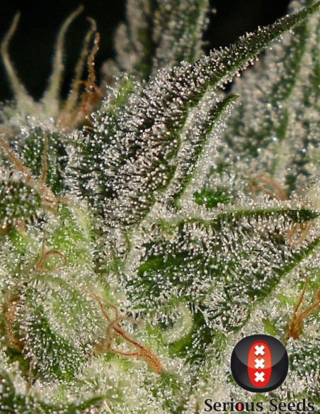 AK 47 Feminizowane (Serious Seeds)-Serious Seeds-GnomesGarden