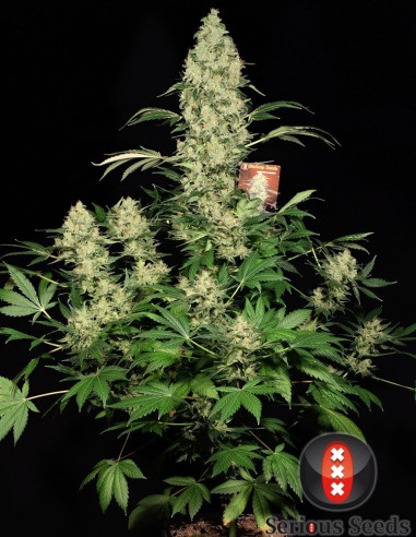 AK 47 Feminizowane (Serious Seeds)-Serious Seeds-GnomesGarden