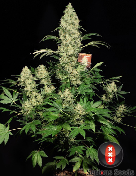AK 47 Feminizowane (Serious Seeds)-Serious Seeds-GnomesGarden