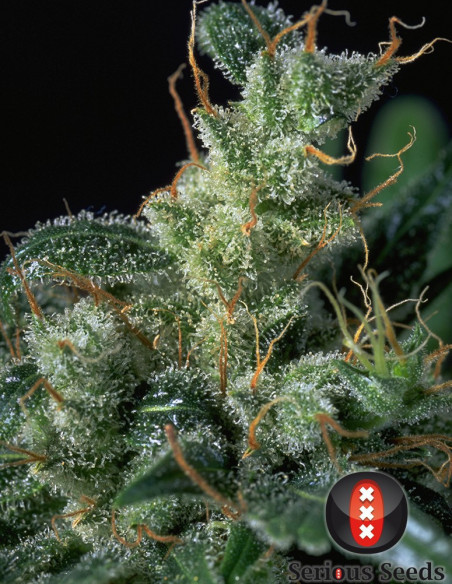 Kali Mist FEM  (Serious Seeds)-Serious Seeds-GnomesGarden