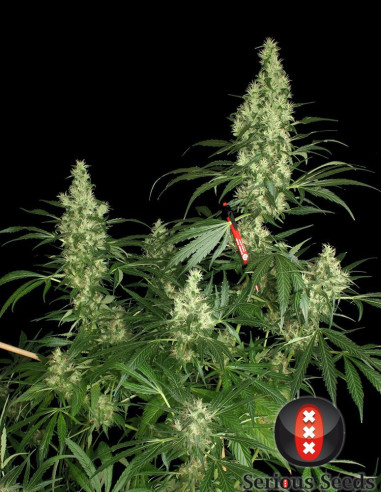 Kali Mist FEM  (Serious Seeds)-Serious Seeds-GnomesGarden