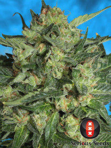 Autoflowering White Russian FEM