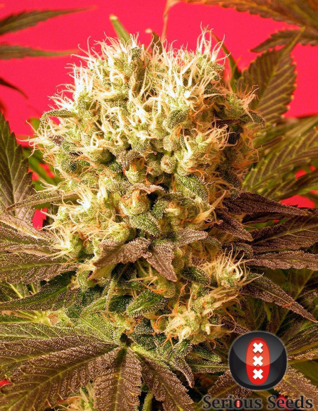 Motavation FEM  (Serious Seeds)-Serious Seeds-GnomesGarden