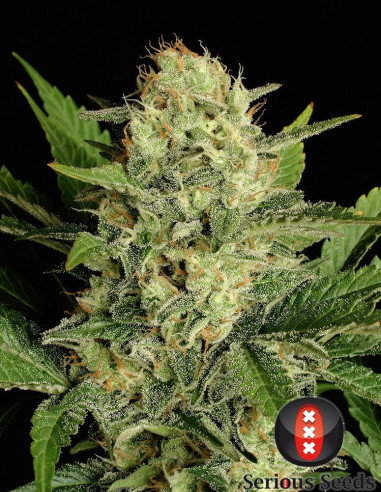 Motavation FEM  (Serious Seeds)-Serious Seeds-GnomesGarden