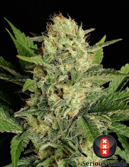 Motavation FEM  (Serious Seeds)-Serious Seeds-GnomesGarden