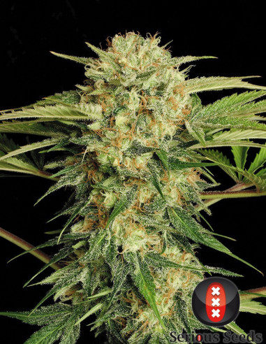 Motavation FEM  (Serious Seeds)-Serious Seeds-GnomesGarden