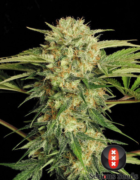 Motavation FEM  (Serious Seeds)-Serious Seeds-GnomesGarden