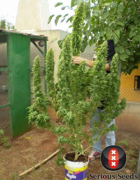 Chronic Reguläre(Serious Seeds)-Serious Seeds-GnomesGarden
