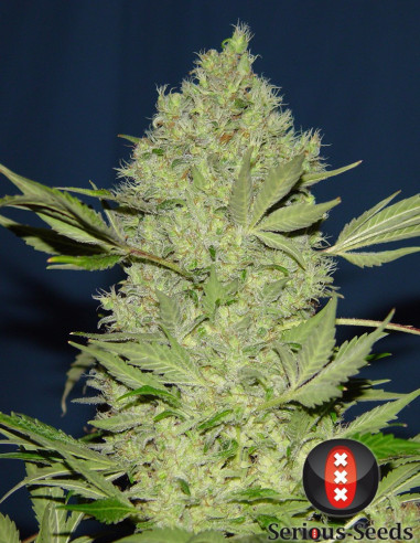 Chronic Reguläre(Serious Seeds)-Serious Seeds-GnomesGarden