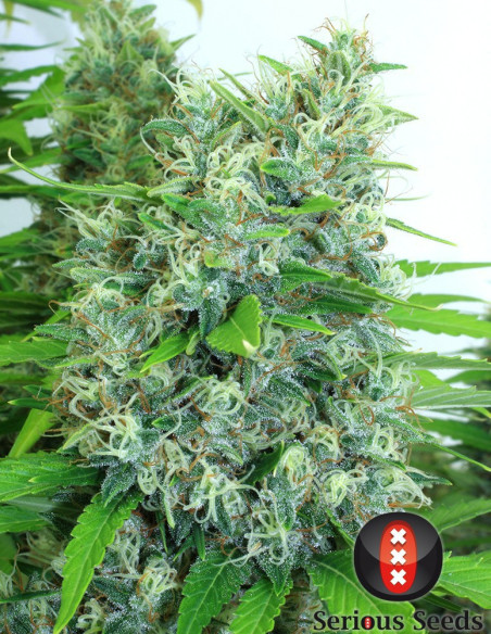 Kali Mist Regularne (Serious Seeds)-Serious Seeds-GnomesGarden