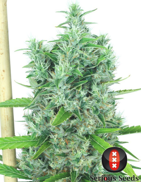 Kali Mist Regularne (Serious Seeds)-Serious Seeds-GnomesGarden