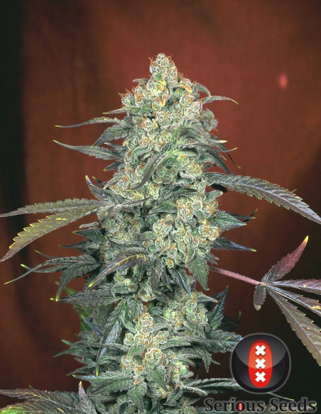 AK 47 REGULARNE  (Serious Seeds)-Serious Seeds-GnomesGarden
