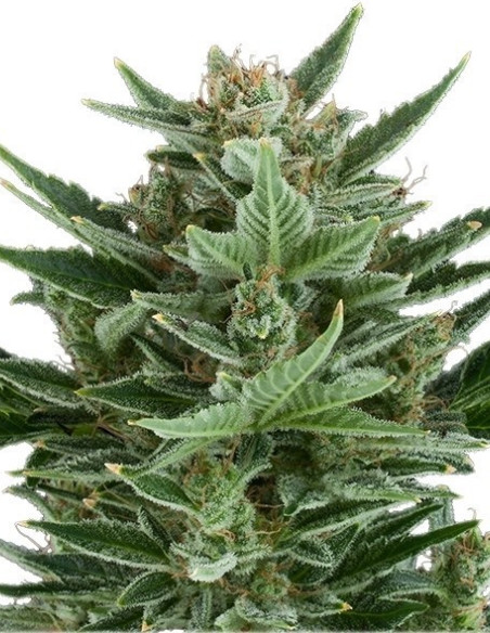 Quick One Feminized auto (Royal Queen Seeds)-Royal Queen Seeds-GnomesGarden