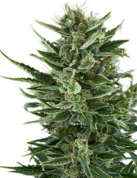 Quick One AUTO Feminizowane  (Royal Queen Seeds)-Royal Queen Seeds-GnomesGarden