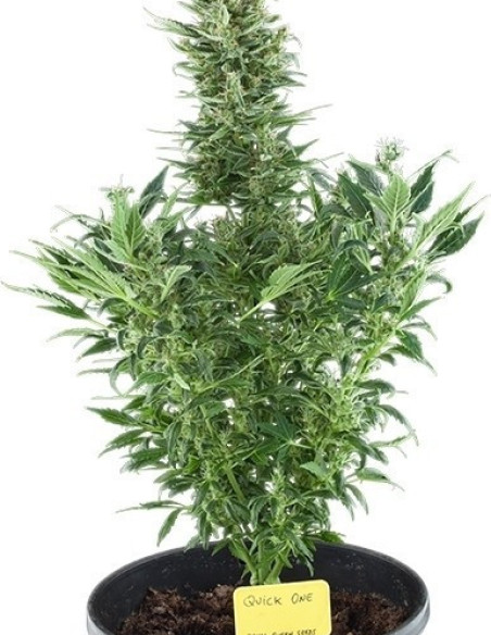 Quick One Feminized auto (Royal Queen Seeds)-Royal Queen Seeds-GnomesGarden
