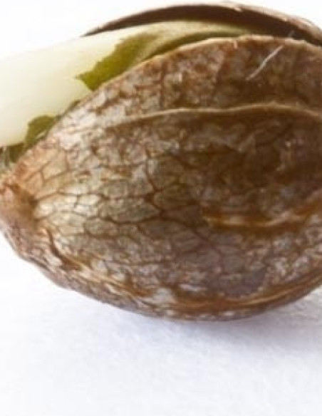 Quick One Feminized auto (Royal Queen Seeds)-Royal Queen Seeds-GnomesGarden