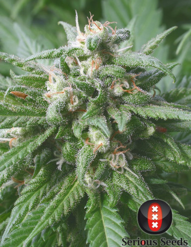 Biddy Early Feminizowane (Serious Seeds)-Serious Seeds-GnomesGarden