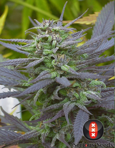 Biddy Early Feminizowane (Serious Seeds)-Serious Seeds-GnomesGarden