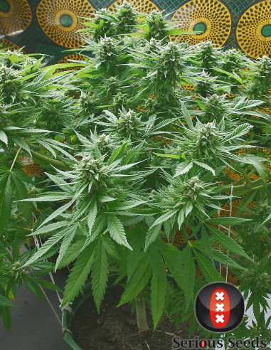 Biddy Early Feminizowane (Serious Seeds)-Serious Seeds-GnomesGarden