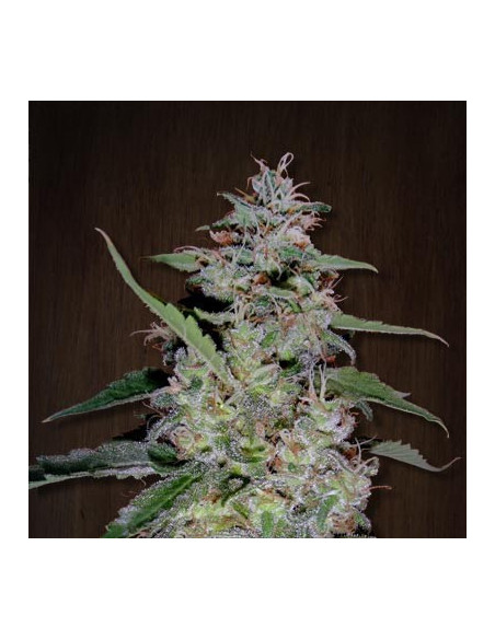 China Yunnan Regular (Ace Seeds)-Gnomes Garden Shop-GnomesGarden