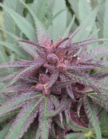 Erdpurt Regularne (Ace Seeds)-Tienda Gnomes Garden-GnomesGarden