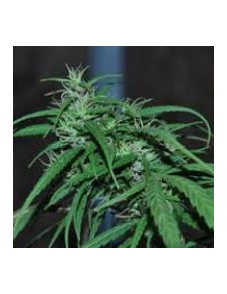 Green Haze Regularne (Ace Seeds)-Tienda Gnomes Garden-GnomesGarden