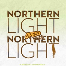 NORTHERN LIGHT X NORTHERN LIGHT Feminized (Speed Seeds)