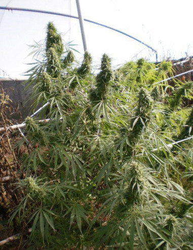 Malawi Feminized (Ace Seeds)-Gnomes Garden Shop-GnomesGarden