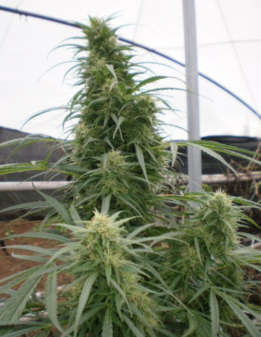 Malawi Feminized (Ace Seeds)-Gnomes Garden Shop-GnomesGarden