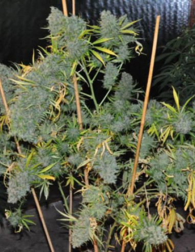 Malawi Feminized (Ace Seeds)-Gnomes Garden Shop-GnomesGarden