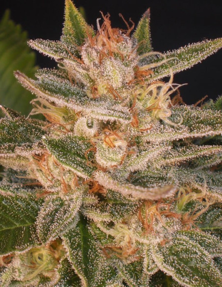Cheese Candy Feminized (Delicious Seeds)-Delicious Seeds-GnomesGarden
