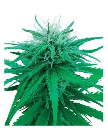 Ruderalis Indica Auto Regular (Sensi Seeds)