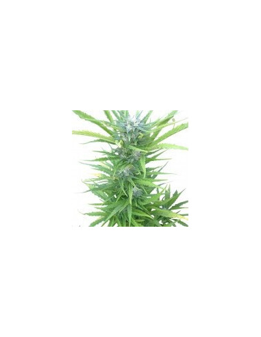 Northern Light Automatic Feminizowane (Royal Queen Seeds)-Royal Queen Seeds-GnomesGarden