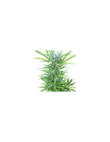Northern Light Automatic Feminizowane (Royal Queen Seeds)-Royal Queen Seeds-GnomesGarden