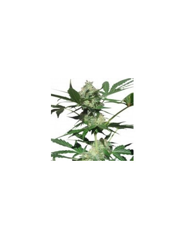 Northern Light Automatic Feminizowane (Royal Queen Seeds)-Royal Queen Seeds-GnomesGarden