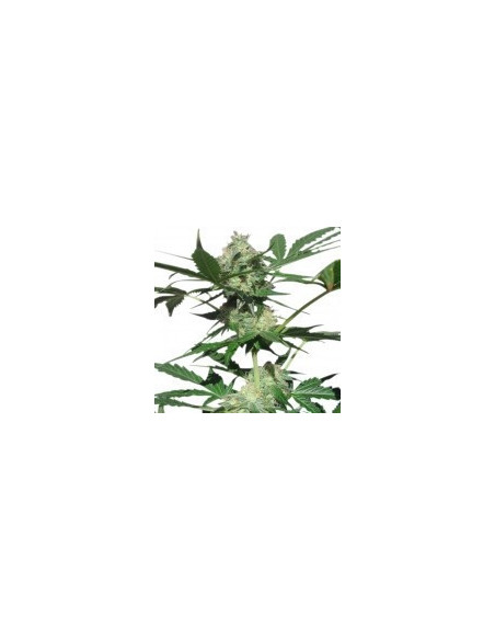 Northern Light Automatic Feminizowane (Royal Queen Seeds)-Royal Queen Seeds-GnomesGarden