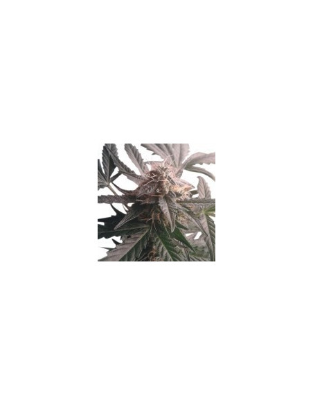 Northern Light Automatic Feminizowane (Royal Queen Seeds)-Royal Queen Seeds-GnomesGarden