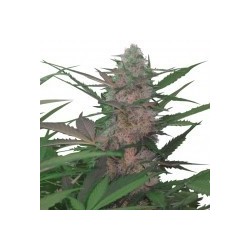 Royal AK Automatic Feminized (Royal Queen Seeds)