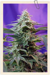 Sweet Cheese F1 Fast Version Feminizowane (Sweet Seeds)