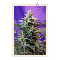 Sweet Cheese F1 Fast Version Feminized (Sweet Seeds)